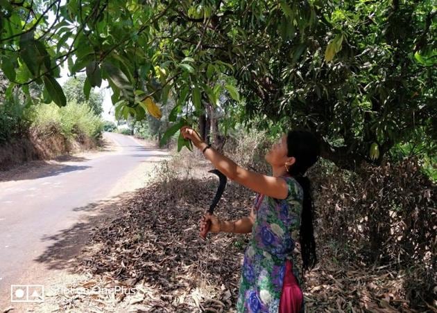 Sarita Thapa’s day is gruelling - cooking, chores, childcare and up to 12 hours in the field. But because she is ‘accompanying’ her husband, she earns only half as much as he does.(Reetika Revathy Subramanian)