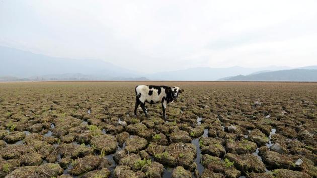 A cow grazes on land that used to be filled with water, at the Aculeo Lagoon in Paine, Chile. (Matias Delacroix / REUTERS) A cow grazes on land that used to be filled with water, at the Aculeo Lagoon in Paine, Chile. (Matias Delacroix / REUTERS)