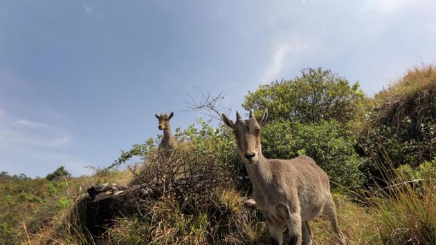 Eravikulam, famous for the endangered Nilagiri Tahr, houses some of the ideal pockets for witnessing the phenomenon. Kurinji watchers say the shrub is usually 30-60 cms tall but in more favourable conditions it can grow up to 180-200 cms. The actual flower itself lasts 15-20 days once it has blossomed. (Vivek Nair / HT Photo) Eravikulam, famous for the endangered Nilagiri Tahr, houses some of the ideal pockets for witnessing the phenomenon. Kurinji watchers say the shrub is usually 30-60 cms tall but in more favourable conditions it can grow up to 180-200 cms. The actual flower itself lasts 15-20 days once it has blossomed. (Vivek Nair / HT Photo)