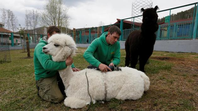 Employees shear a female alpaca Juliette for summer season, as a male alpaca Romeo stands nearby, inside an open-air enclosure at the Royev Ruchey zoo in the suburb of Krasnoyarsk, Russia. (Ilya Naymushin / REUTERS) Employees shear a female alpaca Juliette for summer season, as a male alpaca Romeo stands nearby, inside an open-air enclosure at the Royev Ruchey zoo in the suburb of Krasnoyarsk, Russia. (Ilya Naymushin / REUTERS)
