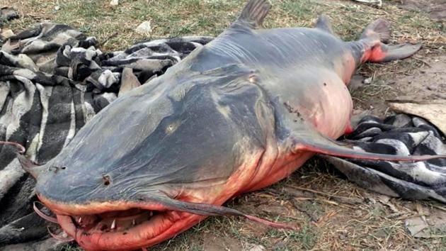 Dead fish taken out of Beas river near Amritsar on Thursday. (HT Photo) Dead fish taken out of Beas river near Amritsar on Thursday. (HT Photo)