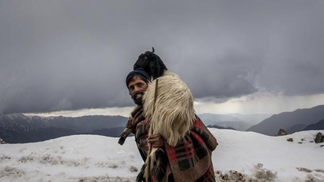 Gul Khan, a Kashmiri nomadic Bakarwal man carries a tired goat on his shoulder as he leads a herd at Peer Ki Gali, south of Srinagar, Jammu and Kashmir on May 9, 2018. (Dar Yasin / AP) Gul Khan, a Kashmiri nomadic Bakarwal man carries a tired goat on his shoulder as he leads a herd at Peer Ki Gali, south of Srinagar, Jammu and Kashmir on May 9, 2018. (Dar Yasin / AP)