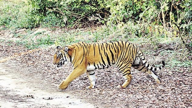 The tiger fled into the forest after hearing the screams of the victim.(HT File Photo)