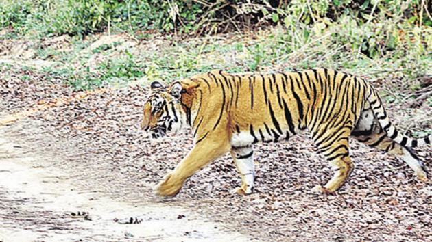 The tiger was found ‘guarding’ the house of the suspected gang leader.(Representative image) The tiger was found ‘guarding’ the house of the suspected gang leader.(Representative image)
