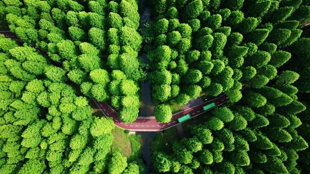An aerial view of the Yellow Sea National Forest Park in Dongtai, eastern China's Jiangsu province. (AFP) An aerial view of the Yellow Sea National Forest Park in Dongtai, eastern China's Jiangsu province. (AFP)