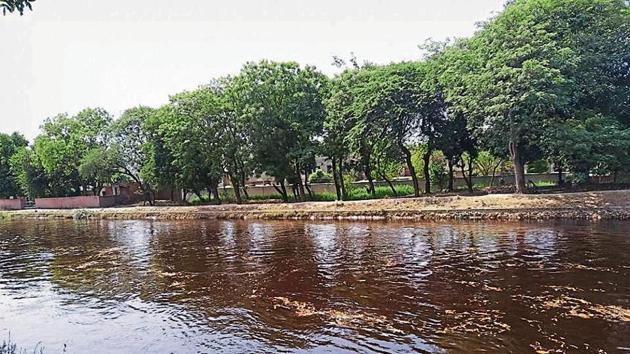 Sirhind Feeder turned black near Faridkot on Saturday. (HT Photo) Sirhind Feeder turned black near Faridkot on Saturday. (HT Photo)