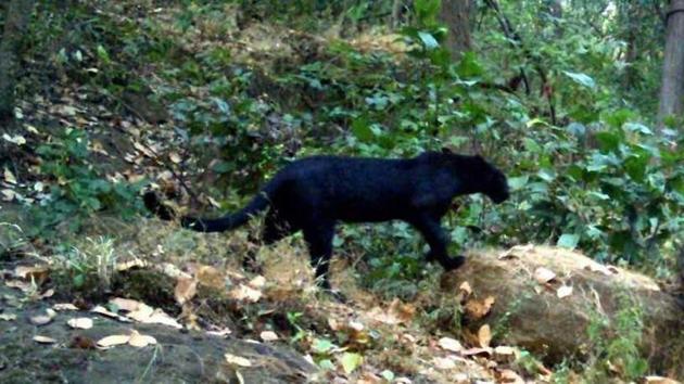 A black panther roaming in the Garjanpahad reserve forest in Odisha.(Odisha wildlife department)