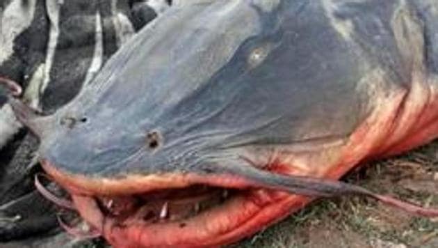 A large number of fish were found dead in the Beas on May 17 after molasses from a sugar factory leaked into the river in Punjab’s Beas town, about 40 km from Amritsar.(HT Photo) A large number of fish were found dead in the Beas on May 17 after molasses from a sugar factory leaked into the river in Punjab’s Beas town, about 40 km from Amritsar.(HT Photo)