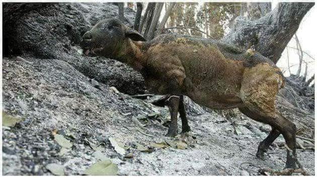 A wild animal with burn injuries in one of the forest divisions under Garhwal circle, on Tuesday.(HT Photo)