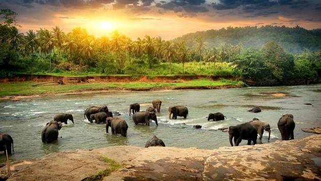 Bentota in Sri Lanka is a must-visit if your family comprises animal lovers.(Shutterstock)