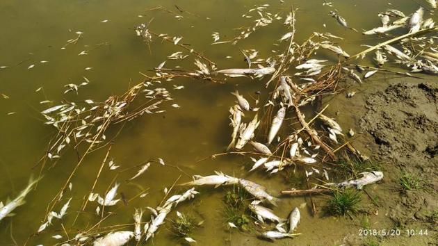 A chemical reaction inside the molasses storage tank of a sugar mill resulted in death of thousands of fish in Beas river.(Photo credit: WWF-India)