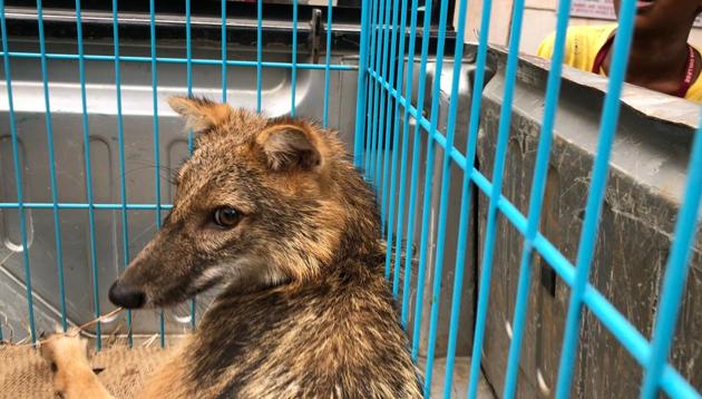 Primary investigation revealed the jackal was hit by a speeding vehicle. It remained unattended for hours before volunteers from the NGO reached the spot and rushed it to BSPCA hospital.(HT Photo)