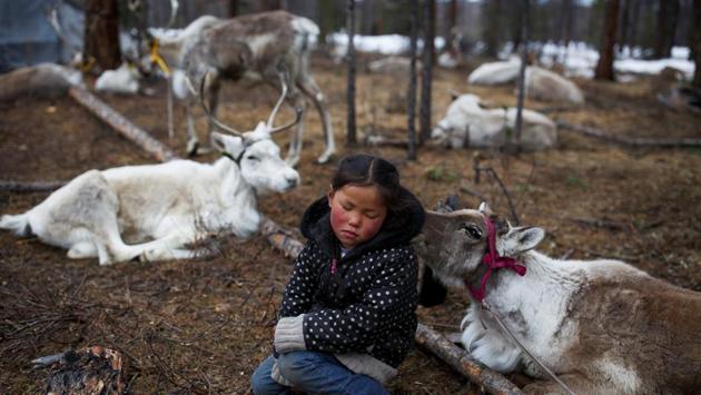 Tsetse, six-year-old daughter of Dukha herder Erdenebat Chuluu, sits among her family's reindeer in a forest near the village of Tsagaannuur. A typical day in the life of the Dukha involves releasing the reindeer from their large wooden pens in the mornings after breakfast. After grazing till noon, the herders bring the reindeer back in, and the day’s chores are completed while the animals are tied. (Thomas Peter / REUTERS) Tsetse, six-year-old daughter of Dukha herder Erdenebat Chuluu, sits among her family's reindeer in a forest near the village of Tsagaannuur. A typical day in the life of the Dukha involves releasing the reindeer from their large wooden pens in the mornings after breakfast. After grazing till noon, the herders bring the reindeer back in, and the day’s chores are completed while the animals are tied. (Thomas Peter / REUTERS)