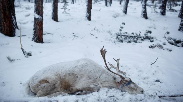 A reindeer lies in the snow in the camp of herder Erdenebat Chuluu at daybreak. Outdoing horses in this steep and snowy terrain, reindeer have allowed the Dukha to evade many of the upheavals that have historically afflicted people in the lowlands, from Genghis Khan to Communism. The Dukha sense of community and activities are tied to the reindeer, which are rarely killed but rather reared for their milk. (Thomas Peter / REUTERS) A reindeer lies in the snow in the camp of herder Erdenebat Chuluu at daybreak. Outdoing horses in this steep and snowy terrain, reindeer have allowed the Dukha to evade many of the upheavals that have historically afflicted people in the lowlands, from Genghis Khan to Communism. The Dukha sense of community and activities are tied to the reindeer, which are rarely killed but rather reared for their milk. (Thomas Peter / REUTERS)