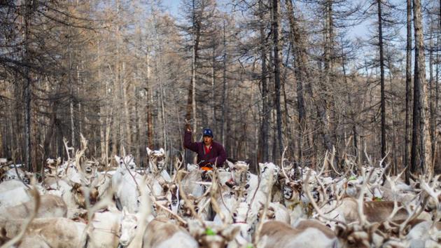 During recent decades, a Soviet-era quota system for hunting, which provided a living for people like the Dukha and maintained wildlife numbers, broke down. Aggressive hunting of animals like moose and red deer for the Chinese market depleted numbers. Now, the government pays the herders a monthly handout to compensate for the ban, but many Dukha feel they have lost half of their identity. (Thomas Peter / REUTERS) During recent decades, a Soviet-era quota system for hunting, which provided a living for people like the Dukha and maintained wildlife numbers, broke down. Aggressive hunting of animals like moose and red deer for the Chinese market depleted numbers. Now, the government pays the herders a monthly handout to compensate for the ban, but many Dukha feel they have lost half of their identity. (Thomas Peter / REUTERS)