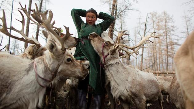 Reindeer lick the salt off the coat of a Dukha nomad in the camp of her family. A second grazing takes place after an afternoon nap and while the herd pours into the clearing, snouts nuzzling the snow-covered ground in search of moss, the women at the camp prepare supper or staples from reindeer milk yoghurt and cheese. (Thomas Peter / REUTERS) Reindeer lick the salt off the coat of a Dukha nomad in the camp of her family. A second grazing takes place after an afternoon nap and while the herd pours into the clearing, snouts nuzzling the snow-covered ground in search of moss, the women at the camp prepare supper or staples from reindeer milk yoghurt and cheese. (Thomas Peter / REUTERS)