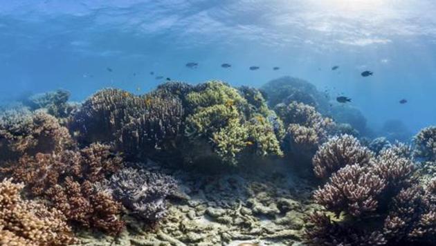 Coral reefs in Lizard Island, Australia. About 93 per cent of the world’s ocean floor, with a depth of over 650 feet, is unchartered and among the most enduring mysteries. (AP File Photo) Coral reefs in Lizard Island, Australia. About 93 per cent of the world’s ocean floor, with a depth of over 650 feet, is unchartered and among the most enduring mysteries. (AP File Photo)