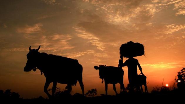 Agartala: A farmer with cattle during sunset, at Joypur village near Agartala, on Friday. (PTI Photo) (PTI5_18_2018_000207A) (PTI File Photo) Agartala: A farmer with cattle during sunset, at Joypur village near Agartala, on Friday. (PTI Photo) (PTI5_18_2018_000207A) (PTI File Photo)