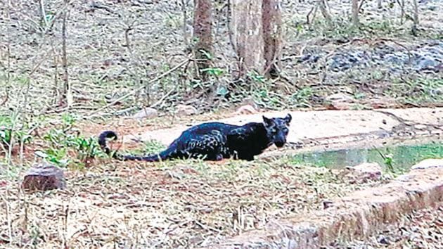 The forest department, however called the big cat a black leopard, around 4 to 5 years old, and confirmed that the sighting was so rare that this might be the only evidence of a black panther in Maharashtra(Juliet Decaestecker) The forest department, however called the big cat a black leopard, around 4 to 5 years old, and confirmed that the sighting was so rare that this might be the only evidence of a black panther in Maharashtra(Juliet Decaestecker)