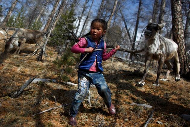Tsetse leads a reindeer by the leash as she brings in the herd before nightfall. “It’s our will to maintain the tradition of herding the reindeer in the same way as our ancestors did,” her father Chuluu told Reuters in April. (Thomas Peter / REUTERS) Tsetse leads a reindeer by the leash as she brings in the herd before nightfall. “It’s our will to maintain the tradition of herding the reindeer in the same way as our ancestors did,” her father Chuluu told Reuters in April. (Thomas Peter / REUTERS)