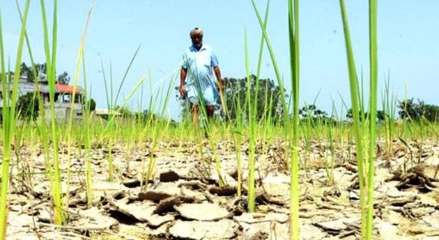 Agricultural experts warned that the drop in farmer suicides could be temporary and the government should not start patting its back yet. Agricultural experts warned that the drop in farmer suicides could be temporary and the government should not start patting its back yet.