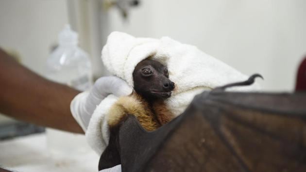 A fruit bat suffering from dehydration amid rising temperatures is treated in Ahmedabad, Gujarat on May 24, 2018. (Sam Panthaky / AFP)