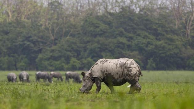 A one-horned rhinoceros grazes in a field at Pobitora wildlife sanctuary, about 60 kilometers east of Gawhati, Assam on May 23, 2018. The sanctuary has the highest density of the one-horned Rhinoceros in the world. (Anupam Nath / AP)