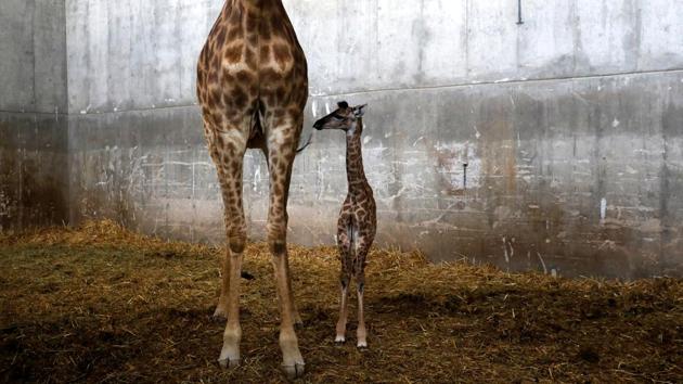 Toy, a 10-day-old female giraffe named after Israeli singer Netta Barzilai's song "Toy", winner of the 2018 Eurovision Song Contest, is seen with its mother Laila in their pen at Jerusalem's Biblical Zoo. (Ronen Zvulun / REUTERS)