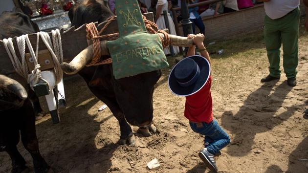 A child plays hanging from the horn of an ox during a pilgrimage in the village of El Rocio, southern Spain. (Jorge Guerrero / AFP)