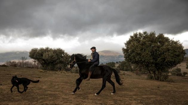 Photos Spanish Horse Whisperer S Animals Help People De Stress Hindustan Times