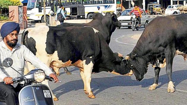 Gaushalas across Patiala municipal corporation’s jurisdiction have been asked to create space for accommodating more cattle. (HT Photo) Gaushalas across Patiala municipal corporation’s jurisdiction have been asked to create space for accommodating more cattle. (HT Photo)