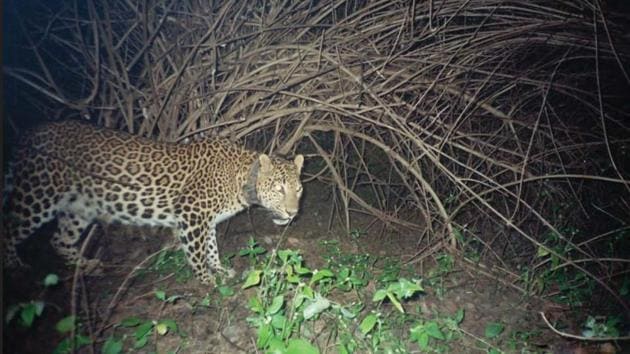Since February this year, 27 leopards have been photographed in Sanjay Gandhi National Park.(WCS India)