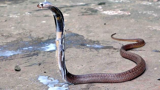 Poisonous Cobra Dies After Being Bitten by 8-Year-Old Boy