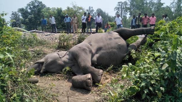The incident happened near Central Institute of Medicinal and Aromatic Plants close to the Nagla bypass around 2 am, according to forest officials. (HT Photo) The incident happened near Central Institute of Medicinal and Aromatic Plants close to the Nagla bypass around 2 am, according to forest officials. (HT Photo)