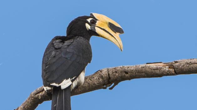 Oriental Pied hornbill in Sector 9, Chandigarh. (Dalvinder Singh) Oriental Pied hornbill in Sector 9, Chandigarh. (Dalvinder Singh)