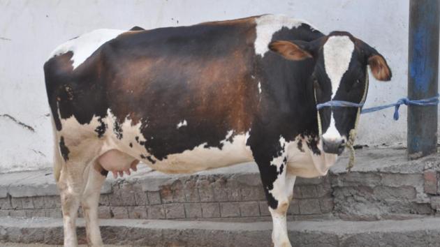 Uttarakhand eyes advanced technologies to promote high milk-yielding cattle - Hindustan Times Uttarakhand eyes advanced technologies to promote high milk-yielding cattle - Hindustan Times