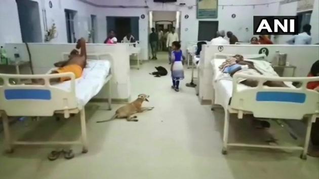 The apathy of the district hospital in Uttar Pradesh’s Sitapur came to the public eye when a number of stray dogs were spotted inside the wards of the hospital. (ANI Photo) The apathy of the district hospital in Uttar Pradesh’s Sitapur came to the public eye when a number of stray dogs were spotted inside the wards of the hospital. (ANI Photo)
