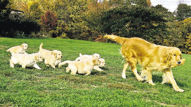 Dog breeds, such as Siberian husky and golden retriever, need high maintenance and regular grooming.(HT)