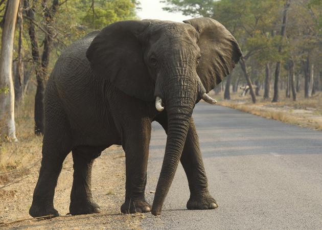 The Directorate of Revenue Intelligence said the tusks have been extracted after killing at least five elephants, and since the ivory has been sourced from Hojai, it is believed that the elephants were killed in the Karbi Anglong region of Assam. (AP/Picture for representation) The Directorate of Revenue Intelligence said the tusks have been extracted after killing at least five elephants, and since the ivory has been sourced from Hojai, it is believed that the elephants were killed in the Karbi Anglong region of Assam. (AP/Picture for representation)
