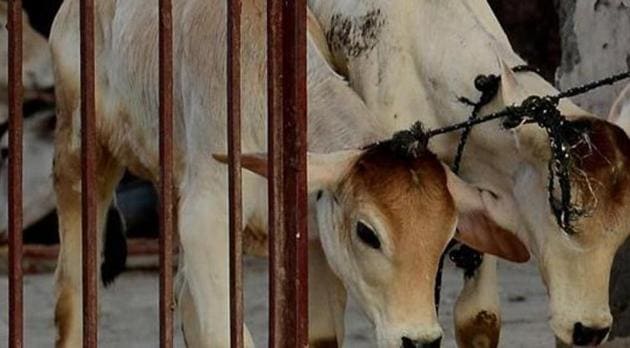On May 18, police rescued 42 stray cows and detained a minor near Mungaska village when a gang of cow smugglers were trying to transport the animals to Haryana.(AFP/Representative image) On May 18, police rescued 42 stray cows and detained a minor near Mungaska village when a gang of cow smugglers were trying to transport the animals to Haryana.(AFP/Representative image)