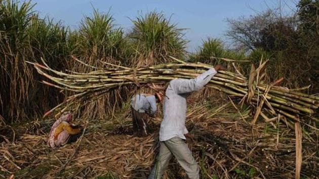 A farmer carries sugarcane to load on a tractor to sell it at a nearby sugar mill in Modinagar in Ghaziabad.(AFP File Photo) A farmer carries sugarcane to load on a tractor to sell it at a nearby sugar mill in Modinagar in Ghaziabad.(AFP File Photo)