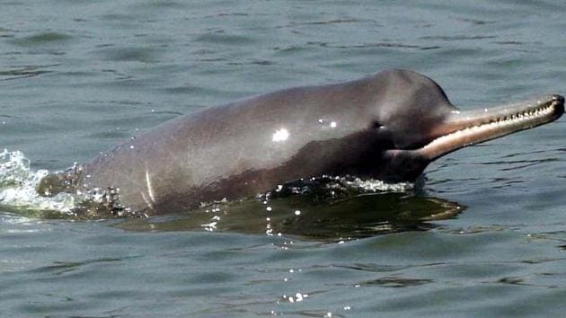 Dolphin at Ganga in Rajmahal, Jharkhand.(HT File Photo)