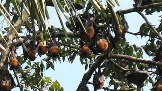 Public health experts were wrong in their prediction that bats were the source of Nipah virus infection in Kerala. Public health experts were wrong in their prediction that bats were the source of Nipah virus infection in Kerala.