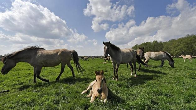 A foal sits in the grass in Duelmen. North of the Ruhr industrial region, this is the last of many areas where wild horses once roamed. The horses here are mentioned as far back as 1316, and the dukes of Croy set aside this reserve for them in the mid-19th century. According to local authorities, it is the only one on the European continent. (Martin Meissner / AP) 