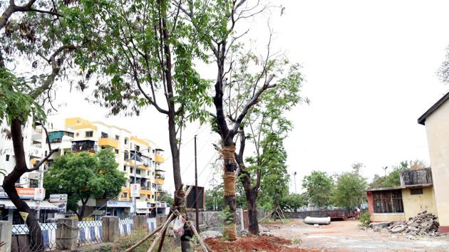 The transplanted trees at Vallabh nagar Metro Sahyog Kendra, Pimpri, will soon not need any external support.(HT PHOTO)