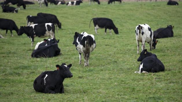 In this May 21, 2017 photo, cows rest in a paddock on a farm near Invercargill, New Zealand. New Zealand plans to slaughter about 150,000 cows as it tries to eradicate a strain of disease-causing bacteria from the national herd.(AP)