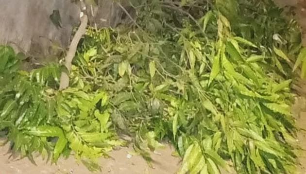 The Ashoka tree branch that collapsed on 91-year-old Sukhi Lilaji. (Photo courtesy: BMC)