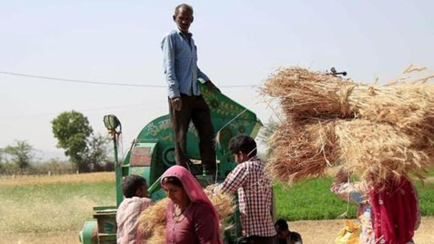 Farmers thresh the harvested wheat crop in the outskirts of Ajmer in the Indian state of Rajasthan on March 31, 2018. / AFP PHOTO / HIMANSHU SHARMA(AFP) Farmers thresh the harvested wheat crop in the outskirts of Ajmer in the Indian state of Rajasthan on March 31, 2018. / AFP PHOTO / HIMANSHU SHARMA(AFP)