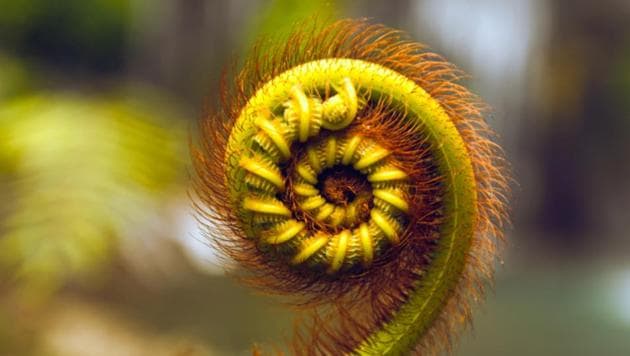 The golden ratio has been found in nature everywhere from nautilus shells to magnetic resonance at the atomic scale, writes Scott Duke Kominers.(Representative image/Shutterstock)