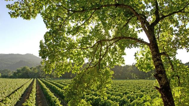 Vineyards near Napa, Napa Valley, California, United States of America(Visit California)